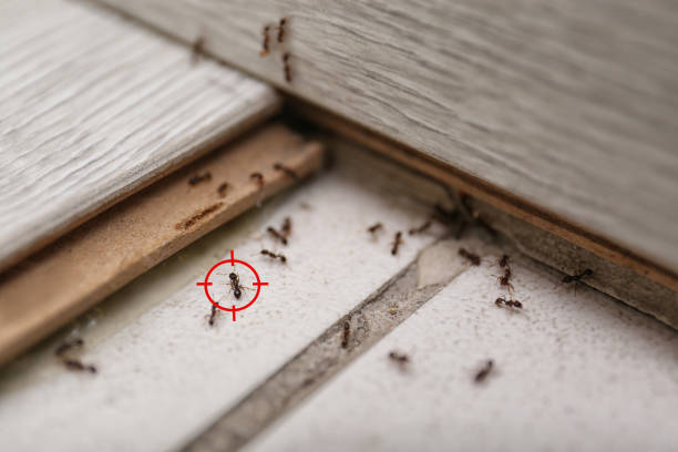 Best Ant Control Services  in Exandria, AL