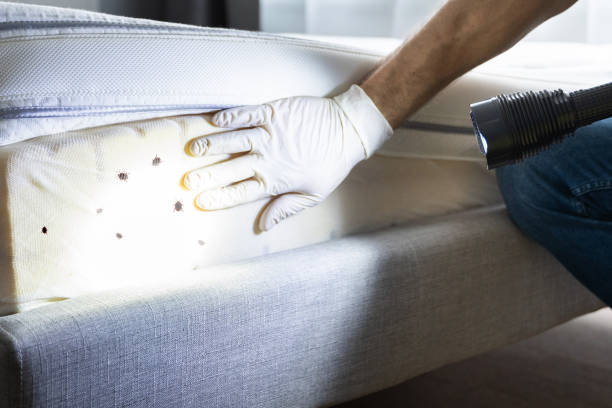 Best Affordable Pest Control Services  in Exandria, AL