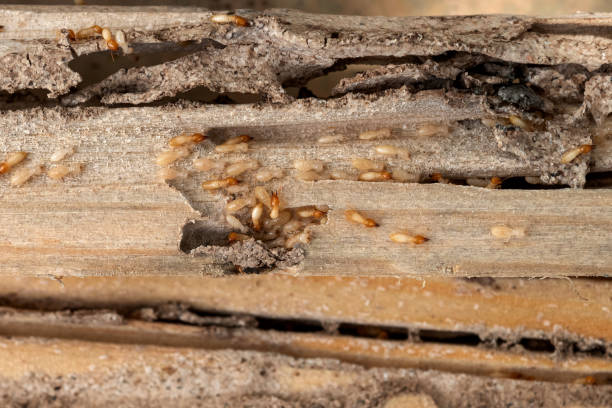 Wasp Removal Services in Alexandria, AL