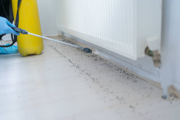 Best Bed Bug Extermination  in Exandria, AL